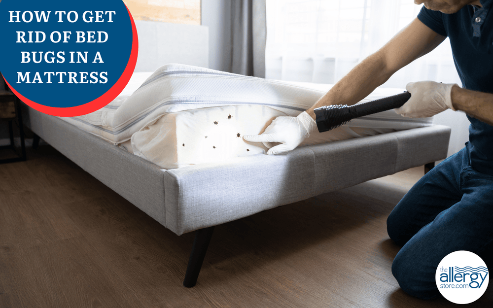 How to Get of Rid of Bed Bugs in a Mattress