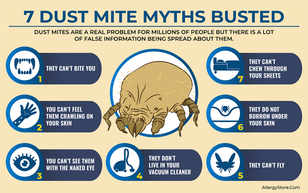7 Dust Mite Myths Busted