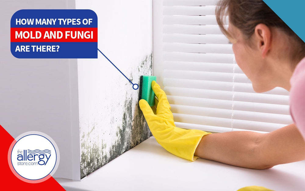 How Many Types of Mold and Fungi are There?