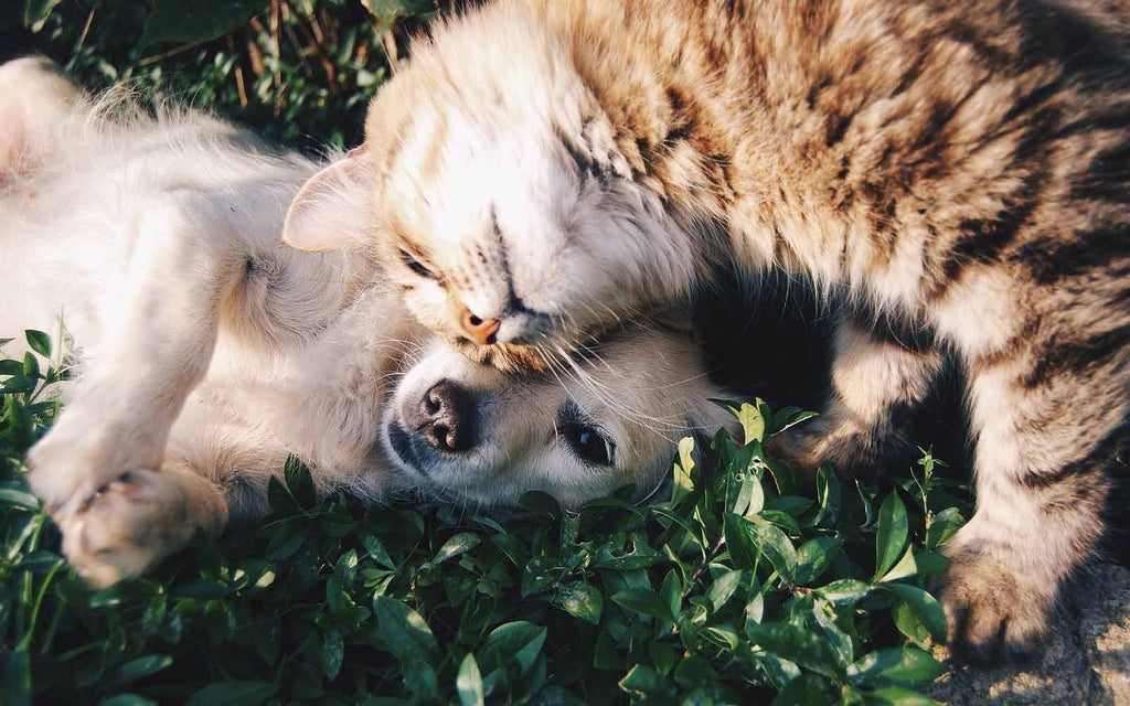 Cats and Dogs Can Have Allergies Too