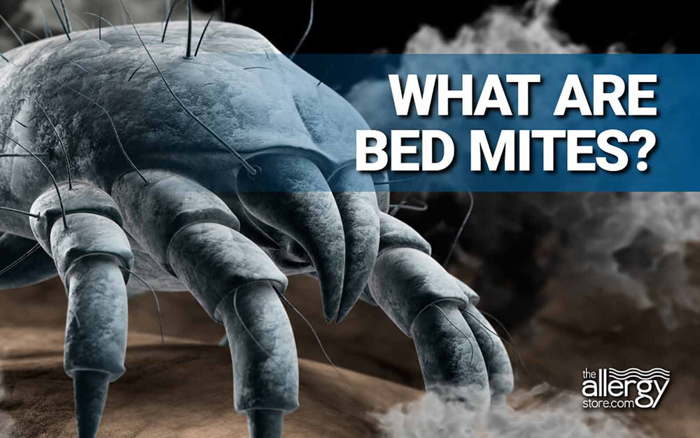 What are Bed Mites? The most common one is the "Dust Mite"