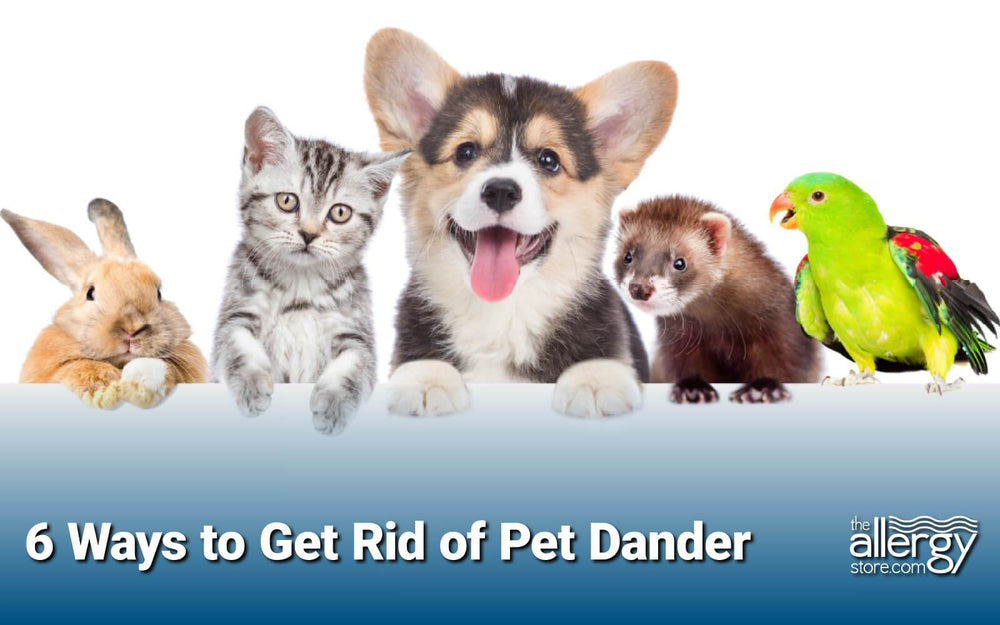 6 Ways to get rid of Pet Dander. What is pet dander and how you get rid of it.