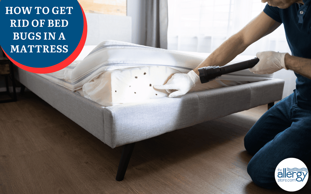 Signs of bed bugs on mattress seams including dark spots and live insects