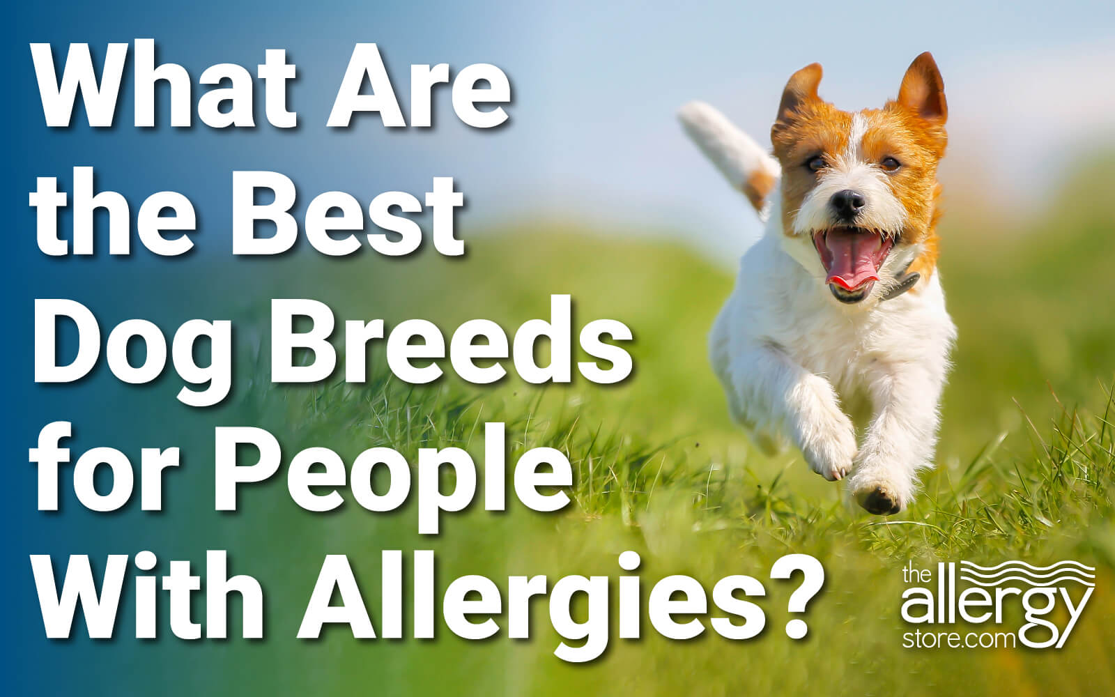 what kind of dogs can you have if you are allergic