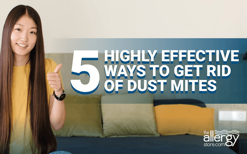 5 Highly Effective Ways to Get Rid of Dust  Mites