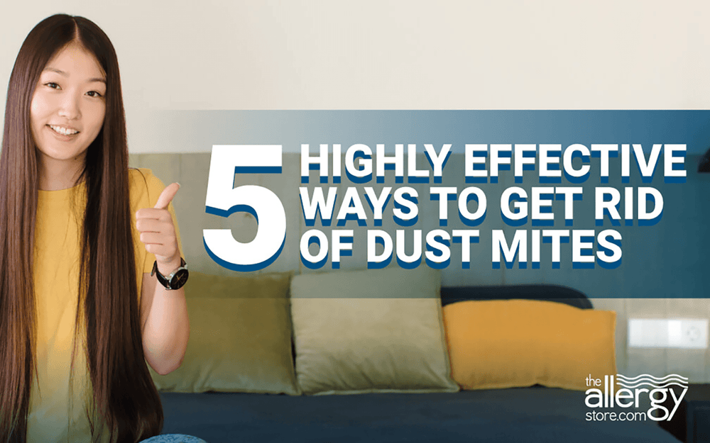 5 Highly Effective Ways to Get Rid of Dust Mites 