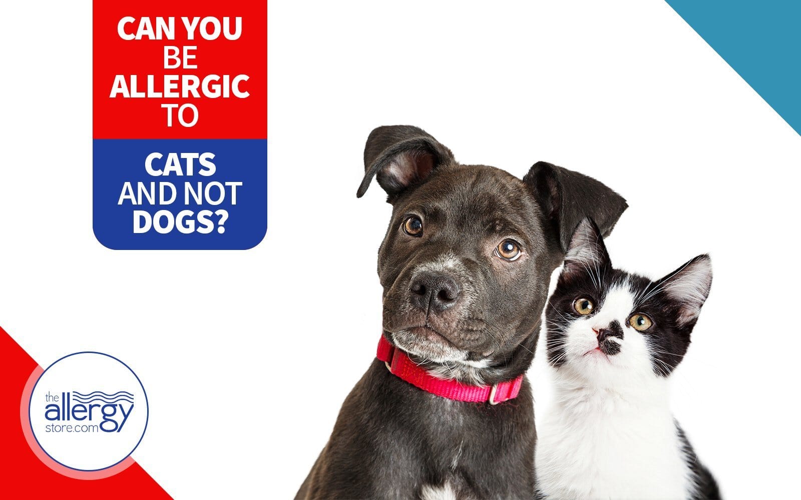 Can You Be Allergic to Cats but Not Dogs? Causes & Fixes