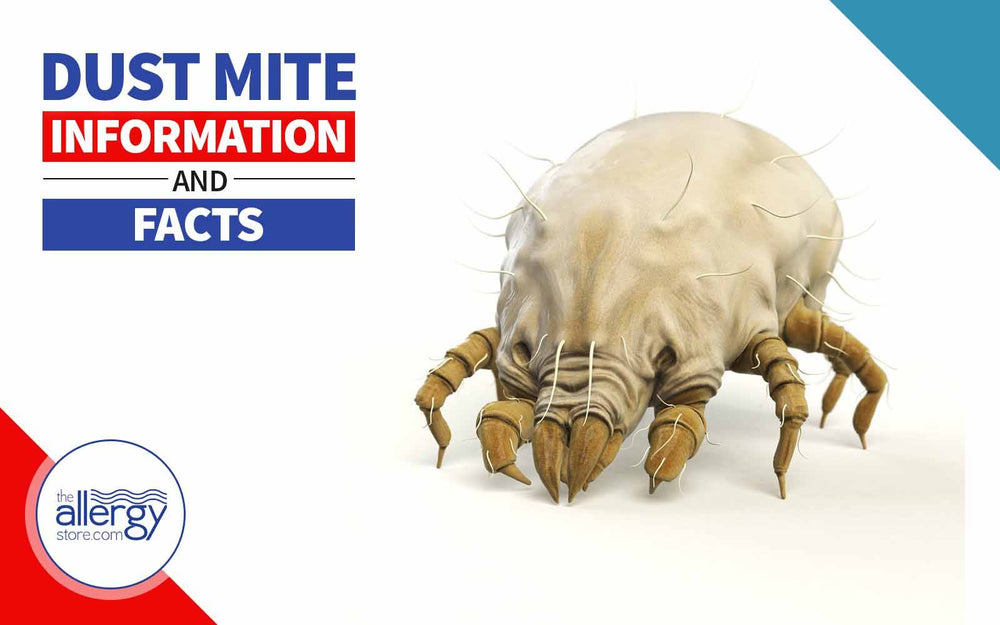 Dust Mite Information & Facts - Know the Enemy