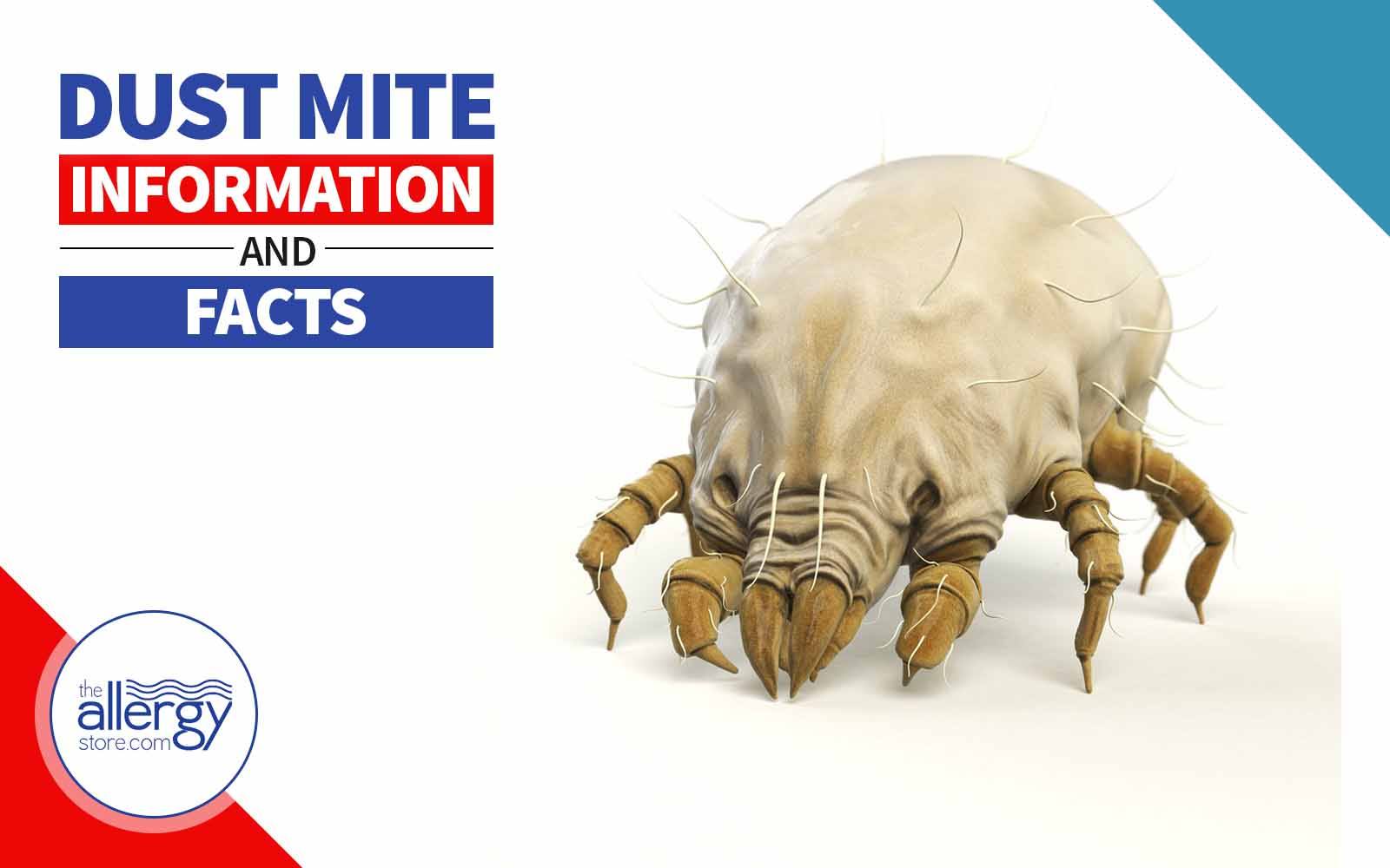 dust mites bites
