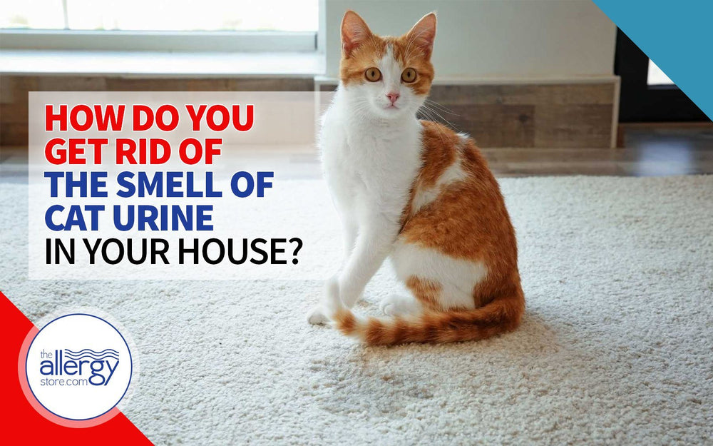 How Do You Get Rid of the Smell of Cat Urine in Your House?