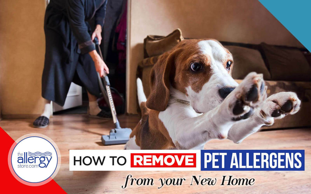 How to Remove Pet Allergens from your New Home
