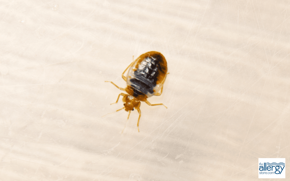 Bed Bug- One Tuff Critter