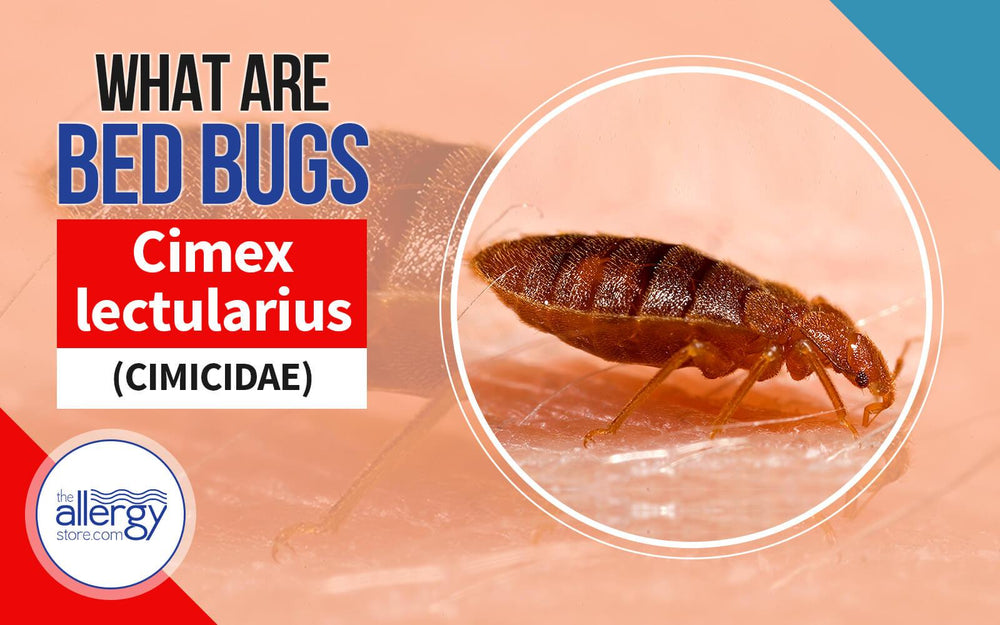 What are Bed Bugs | Cimex lectularius (Cimicidae)
