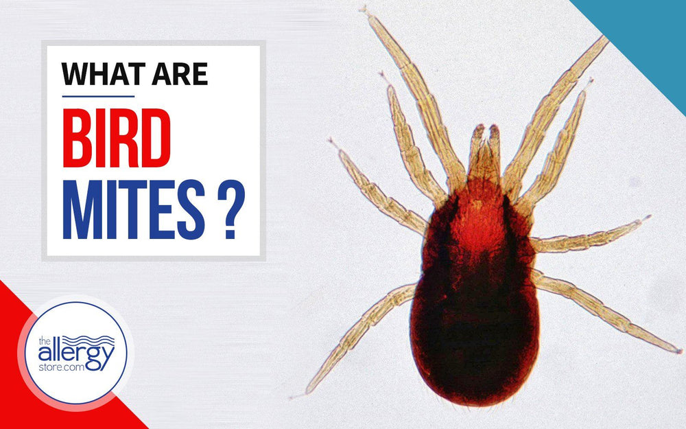 Bird Mites | What Exactly are They?