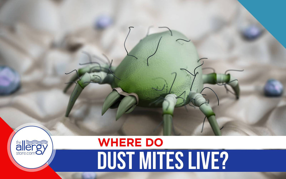 Where Do Dust Mites Live?