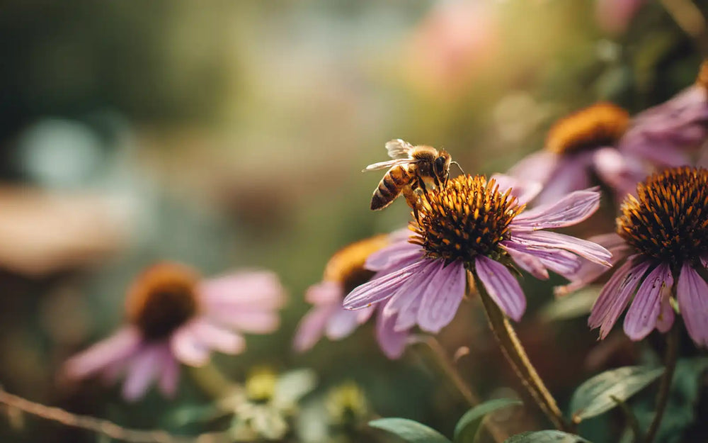 Bee Sting Allergy: Signs of a Reaction and What to Do