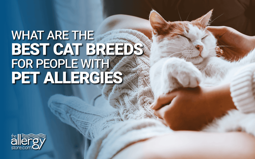 What are the Best Cat Breeds for People with Pet Allergies
