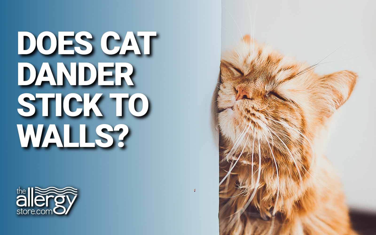 Does Cat Dander Stick to Walls?