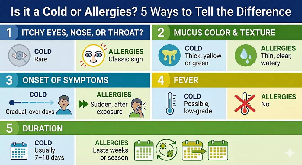 Infographic comparing 5 differences between a cold and allergies, including itchiness, mucus color, symptom onset, fever, and duration. Image AI generated