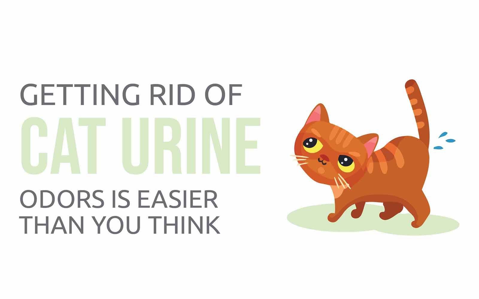 Getting Rid of Cat Urine Odors is Easier Than You Think