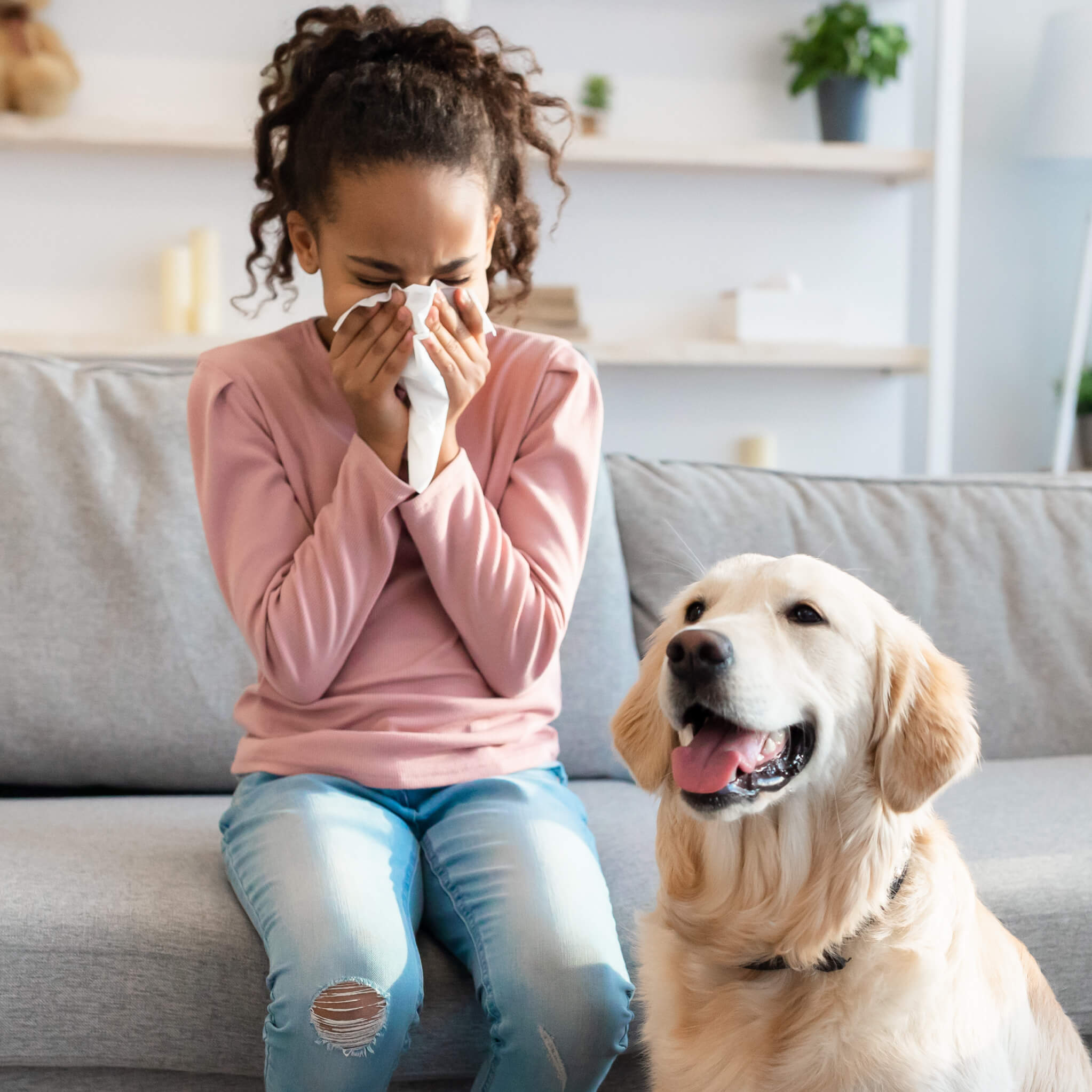Pet Dander Allergy Control Products